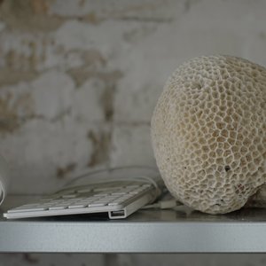 Corals sitting in the shelf