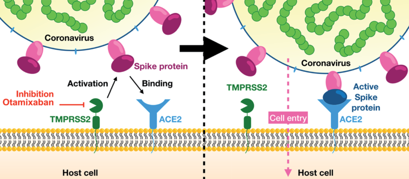 Otamixaban prevents TMPRSS2 from activating the Coronavirus’ spike protein, resulting in its inability to bind to the ACE2 receptor and enter the human cell.